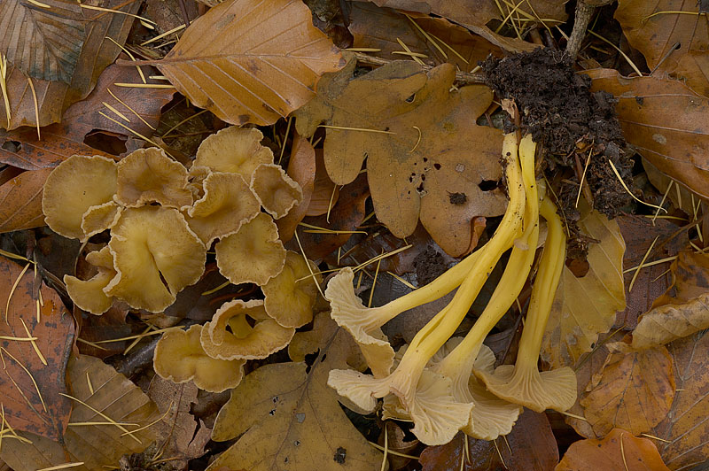 Cantharellus tubaeformis